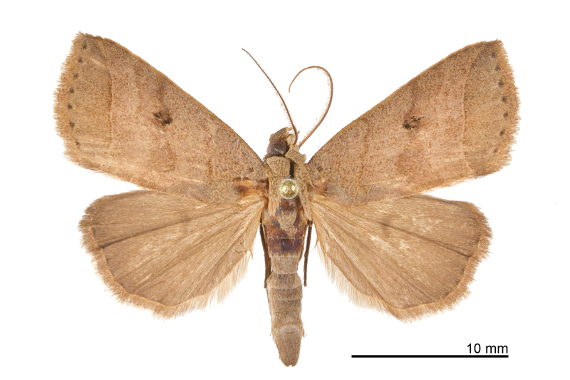 Plecoptera uniformis Female
